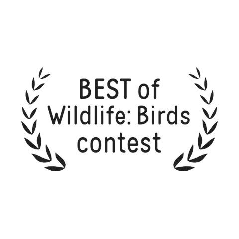 35AWARDS Best of Wildlife: Birds
